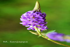 Desmodium heterocarpon var. heterocarpon